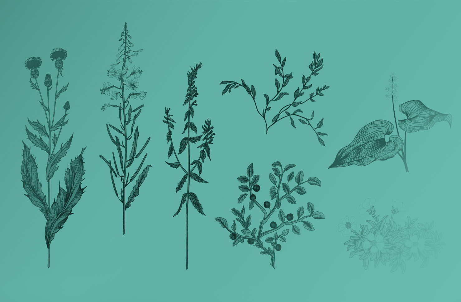 Botanica zero - Gli organi delle piante