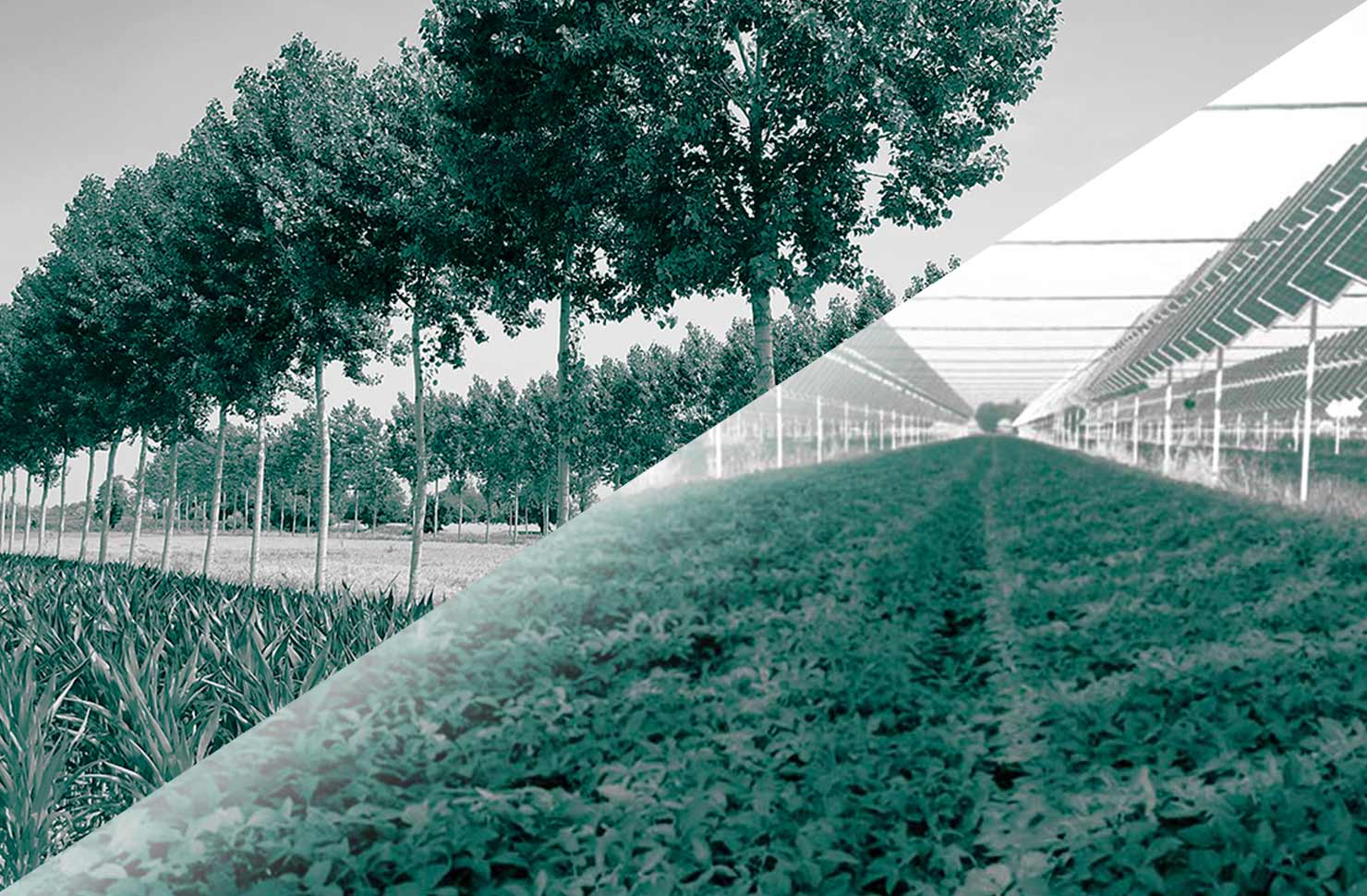 Progettazione, gestione e impatto dei sistemi agroforestali e agrovoltaici