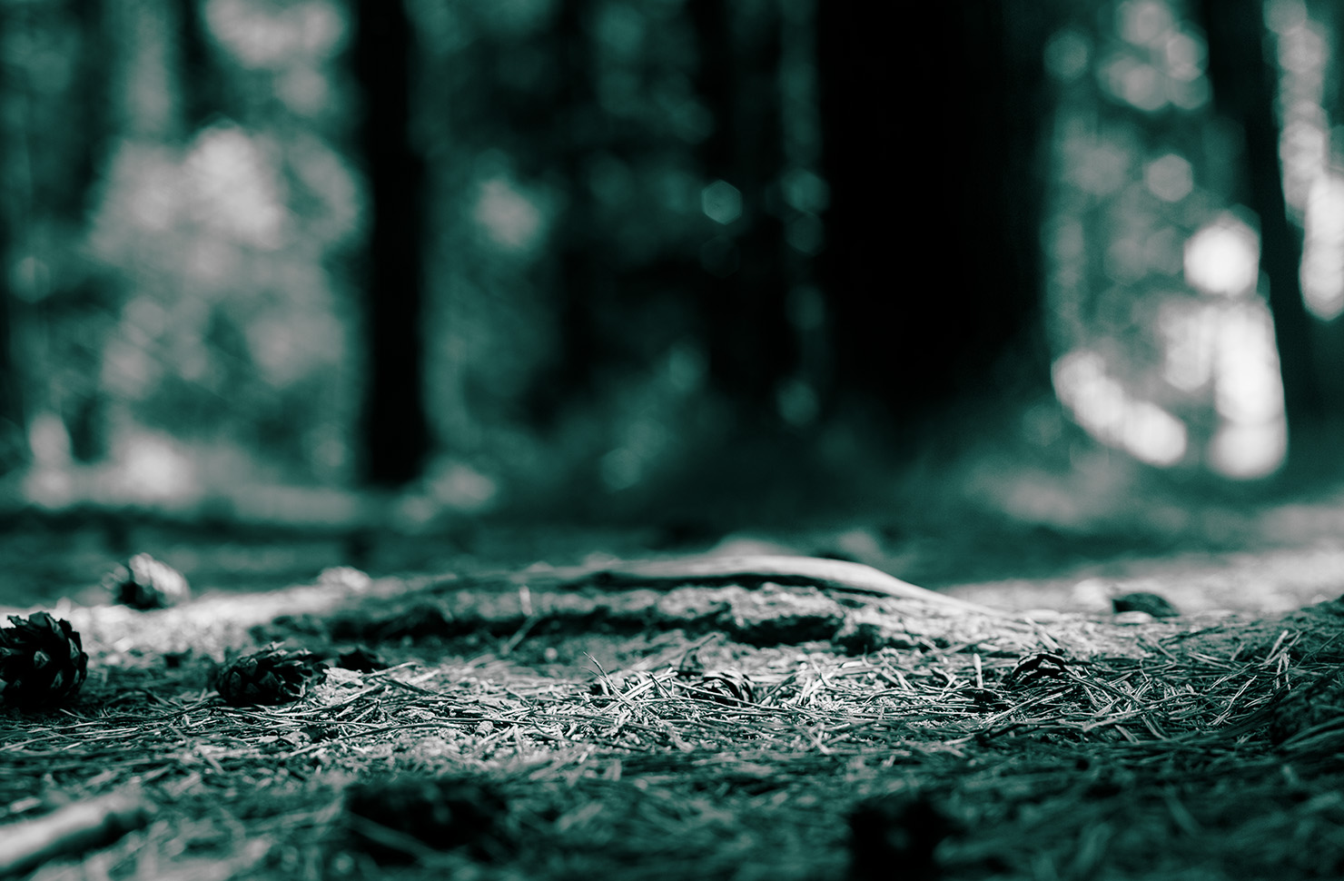 Forest Humus - classification, dynamic, climate change